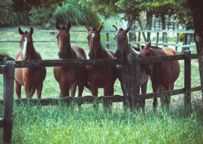 Increasing Safety and Welfare in Equine-Assisted Interventions and Horsemanship Approaches