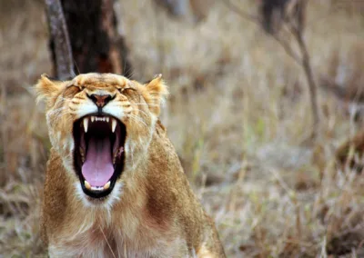 Working with Anger in the Context of an SE Session