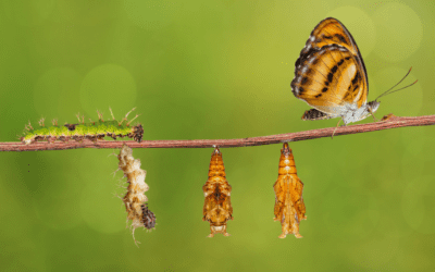 A Life Transformed Through Somatic Experiencing®