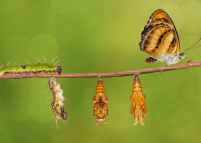 A Life Transformed Through Somatic Experiencing®